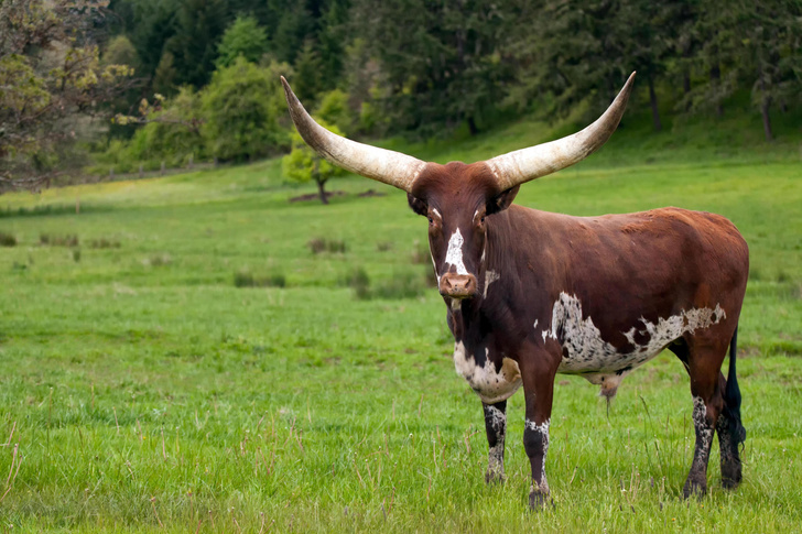 Размер имеет значение: для чего коровы ватусси обзавелись огромными рогами