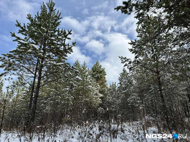 Лес по пути на Кутурчинское белогорье | Источник: Алексей Тайганавт / NGS24.RU
