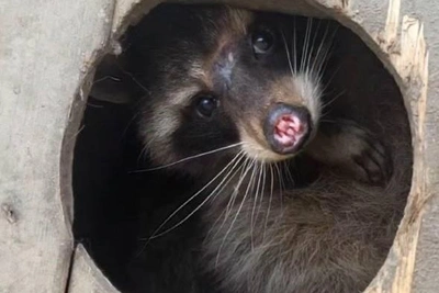 Волонтеры спасли енота Вольта на Ставрополье