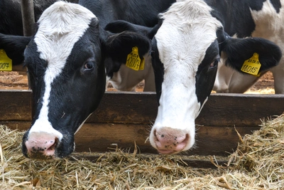 Основная вакцина от ящура для скота не работает