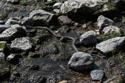 Зимняя погода не изменит численность змей
