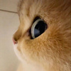 userpic__kocheradeli