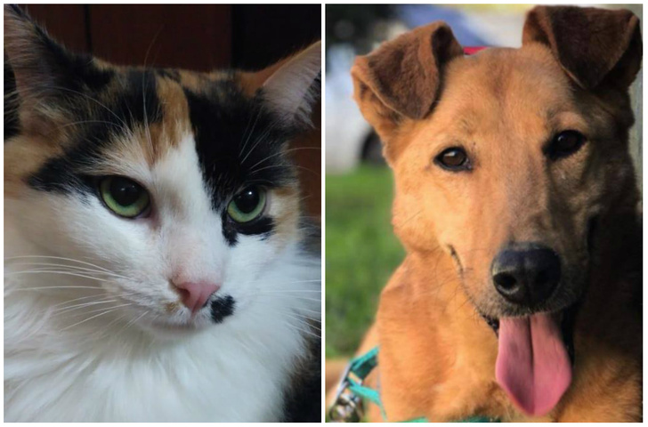 Котопёс недели: кошка Монро и собака Симка