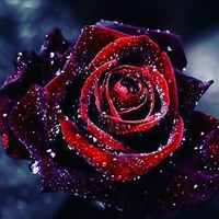 Аватарка раб царицы