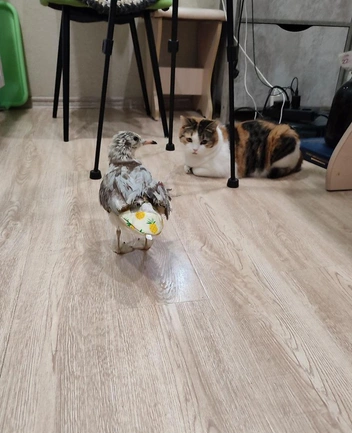 Чуча гуляет | Источник: Елена Фурцева