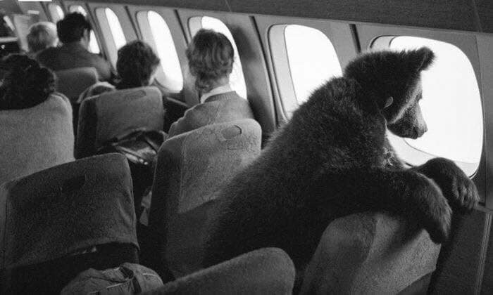 Медведица Даша летит в Прагу, 1987 год
