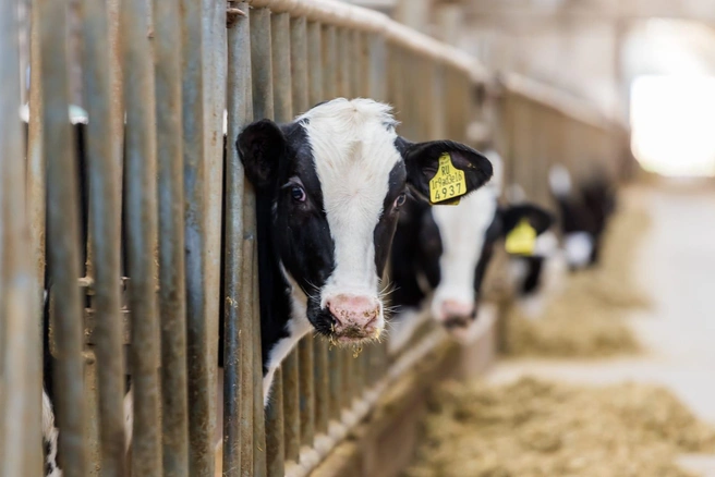 В состав агрохолдинга входят молочный завод, собственная ферма и десять тысяч гектаров пахотных земель, засеваемых кормовыми культурами для коров | Источник: «Толмачевские продукты»