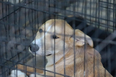 Приют «Кот и пес» продолжит работу после ареста директора