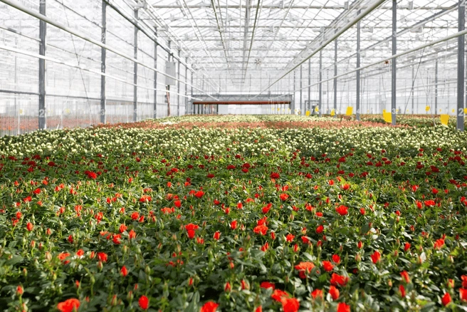 На «Новосибирском» комбинате выращивают розы | Источник: ГК «Горкунов»