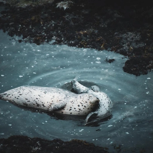 Источник: Rachel Moroney / Fine Art Photography Awards 2025