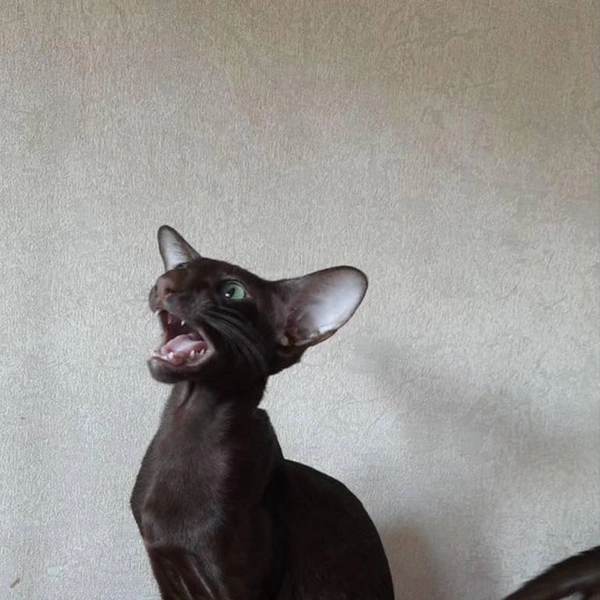 Почти «Король Лев» | Источник: сайт бесплатных объявлений