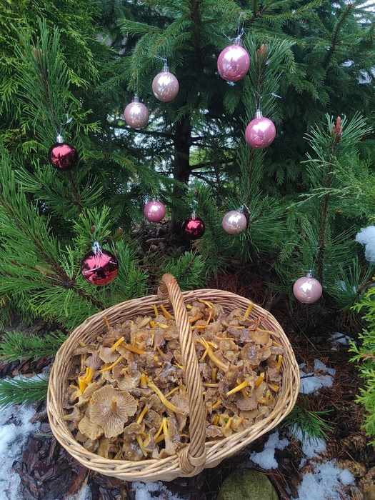 Петербуржцы собирают лисички в лесу в ноябре | Источник: Елена Ковалькова / Грибы и Грибники СПб