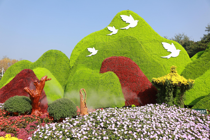 В Китае открылся фестиваль хризантем — смотрите, как красиво!