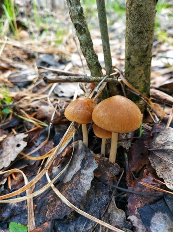 Эти грибы внешне похожи на Псатиреллу | Источник: Кристина Редикульцева, «Уральский ЯжеГРИБНИК» / Vk.com