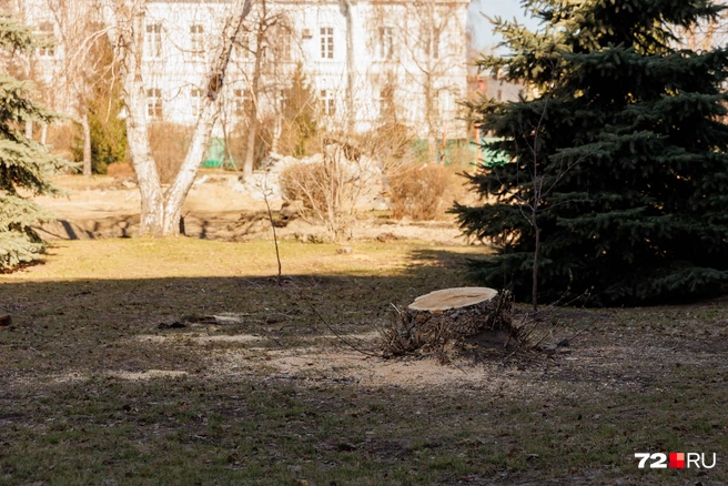 Переносимся в наши дни и смотрим, что делают за забором  | Источник: Ирина Шарова / 72.RU 