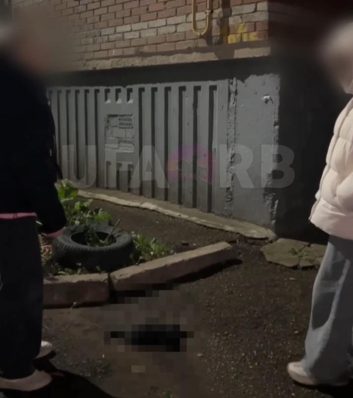 «Думали собаки загрызли»: в Уфе неизвестные выбросили котят с окна многоквартирного дома