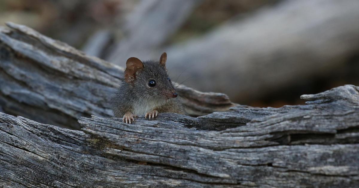 квокка (короткохвостый кенгуру). квокка (короткохвостый кенгуру). кенгуру квокка. животные австралии квокка. квокка сумчатый зверь.