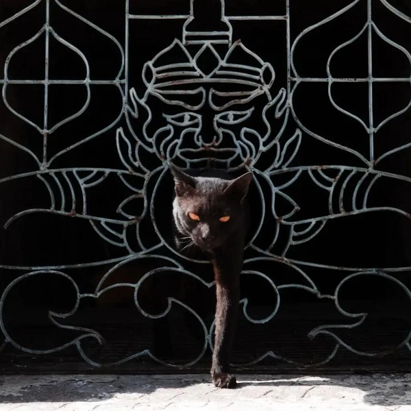 Этот котик стал финалистом конкурса уличной фотографии Pure Street Photography Grant 2025 | Источник: Julachart Pleansanit / Pure Street Photography Grant 2025