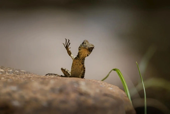Источник: Trevor Ricks / Nikon Comedy Wildlife Awards 2025