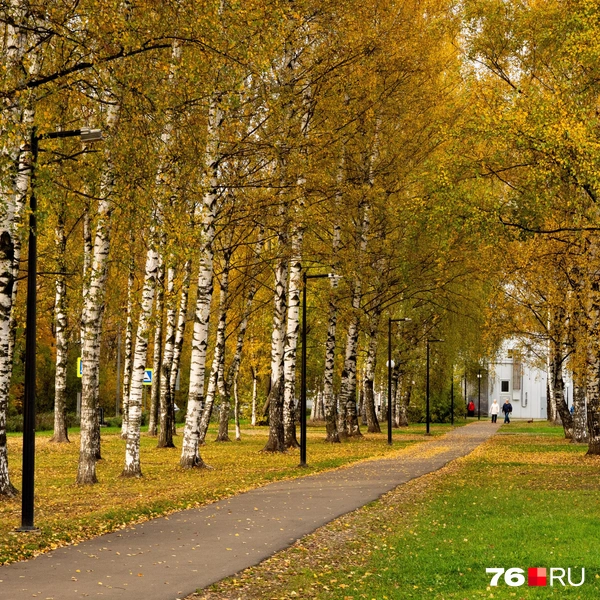 Помимо кленов, пожелтели и березы | Источник: Кирилл Поверинов / 76.RU