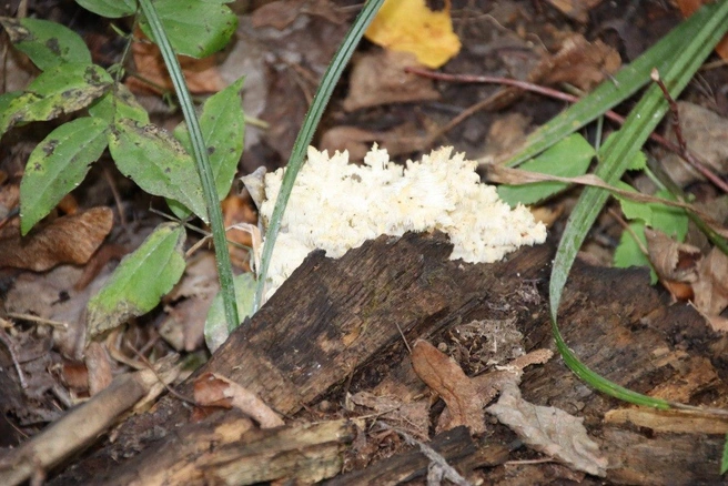 Гриб занесен в Красную книгу | Источник: Национальный парк «Самарская Лука» / t.me