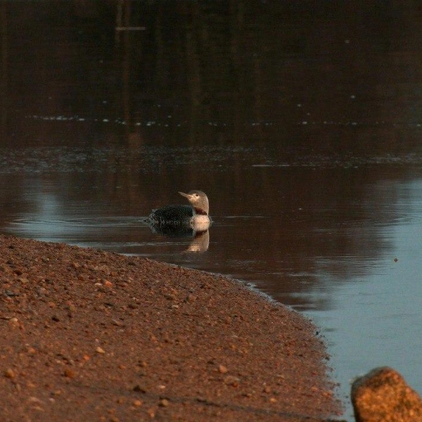 Источник: Каждой твари по паре