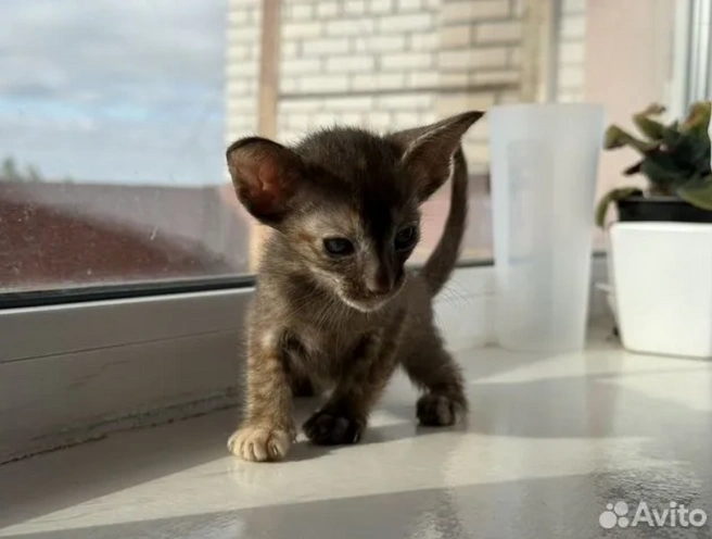 Котята пока совсем маленькие | Источник: Avito.ru