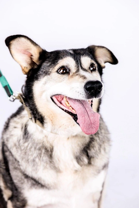 Белозер добрый и дружеблюбный пес  | Источник: poteriashki / Vk.com