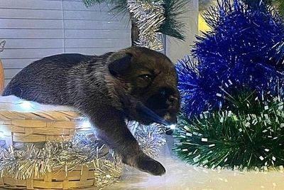 Екатеринбуржцы поделились фото украшенных елок