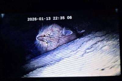 Кот в дымоходе Петербурга доводит спасателей до белого каления