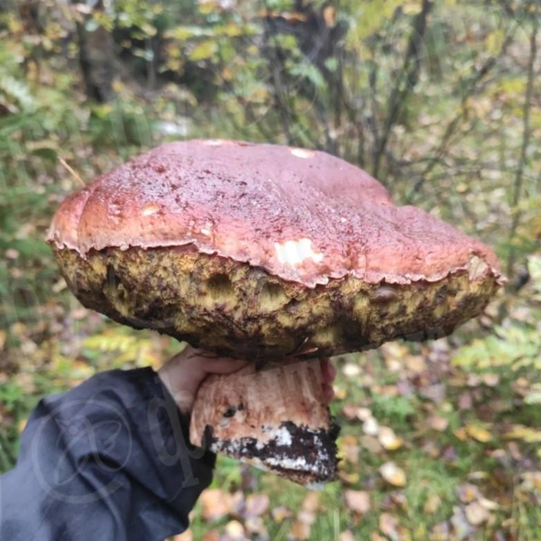 Источник: читатель «Фонтанки»