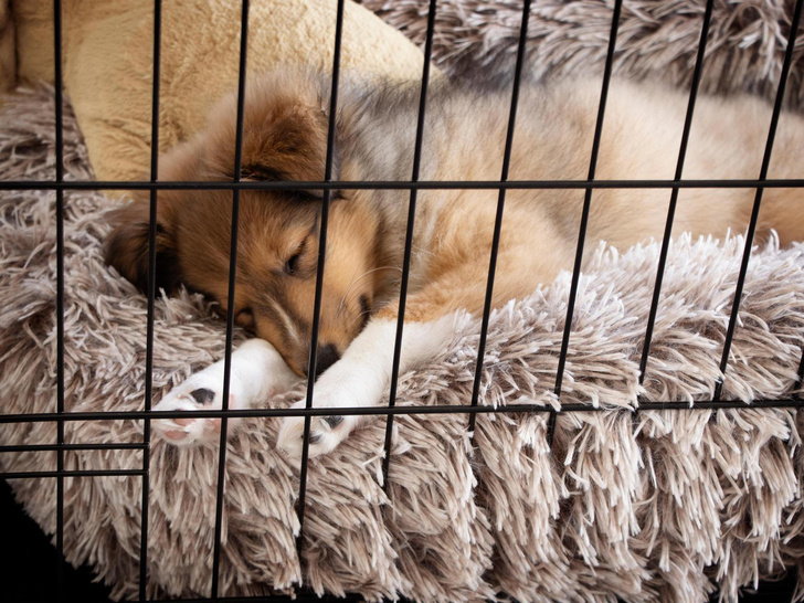 Сонные запреты: почему нельзя спать с домашними животными