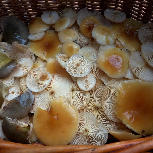 Источник: Андрей Сластенко / «Грибники Подмосковья» / vk.com