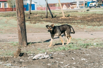 В омской деревне нашли бешенство и ввели карантин