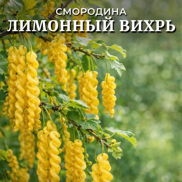 А эти ягоды похожи на макаронные изделия | Источник: скриншот с маркетплейса
