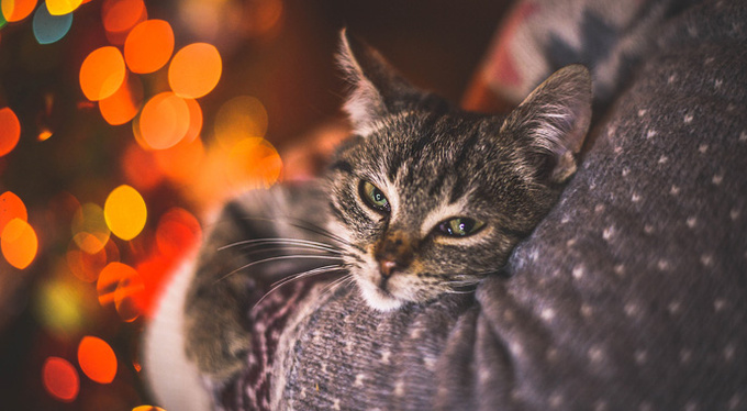 Коты полезны для здоровья? Коты полезны для здоровья?