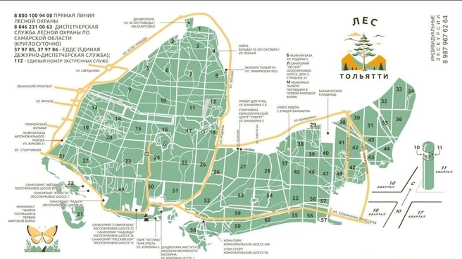 Лесные кварталы под номерами 27, 28 и 37 могут превратить в лесопарк | Источник: «Сохраним лес Тольятти» / vk.com