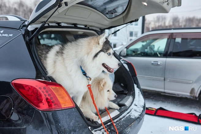 В этом году на соревнования приехали спортсмены из Барнаула, Новосибирска и области, Кемерово | Источник: Александр Ощепков / NGS.RU