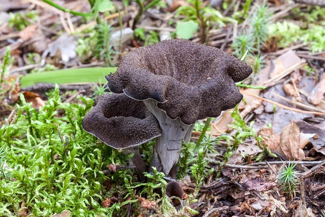 Гриб часто называют черной лисичкой | Источник: mycology.su