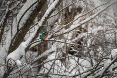 Зимородки, напоминающие колибри, найдены в Нижегородской области