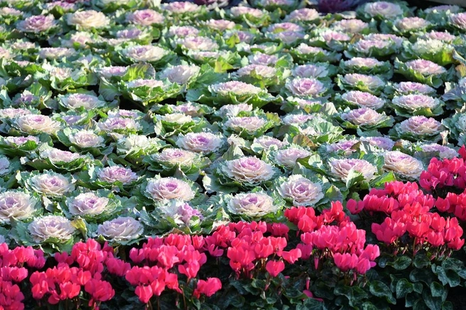 Внутри высадили капусту и цикламены | Источник: sochi.ru