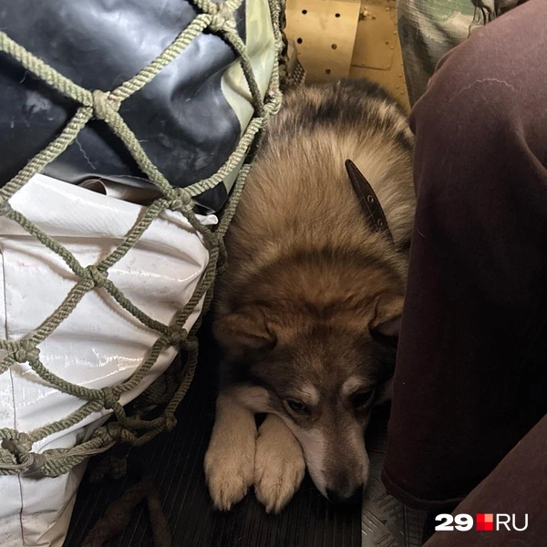 Источник: Валерия Богатырёва / 29.RU