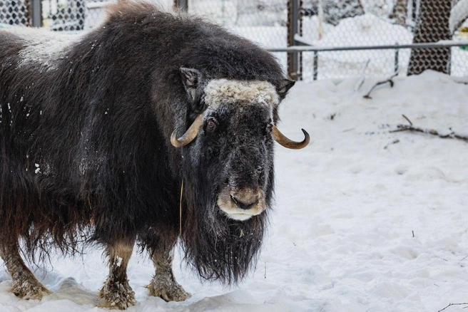 Так выглядит овцебык | Источник: Парк «Роев ручей» Красноярск / Telegram