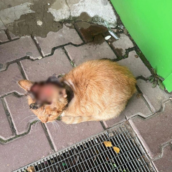 На фотографии пострадавшего кота невозможно смотреть | Источник: Кусочек счастья для бездомной кошки / T.me