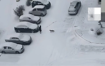 Тушу проверят на бешенство: найдена мертвой лиса, кошмарившая жителей окраины Новосибирска