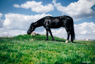 Волгоградский фотограф запечатлела красоту лошадей