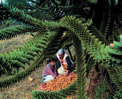 Ученые считают, что не все рощи араукарии чилийской (Araucaria Araucana) естественного происхождения. Семена этих деревьев местные индейцы широко употребляли и употребляют в пищу, поэтому они запросто могли стихийно «распространяться» вблизи старых индейских стоянок. «Пеуэны» — так называются шишки араукарии — собирают с февраля по май люди племени пеуэнче