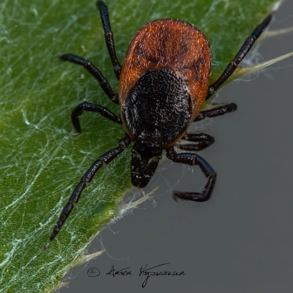 Источник: Антон Кубышкин / «Грибы и Грибники СПб»