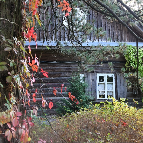 Сибирский кедр у крыльца. | Источник: Екатерина Кикина