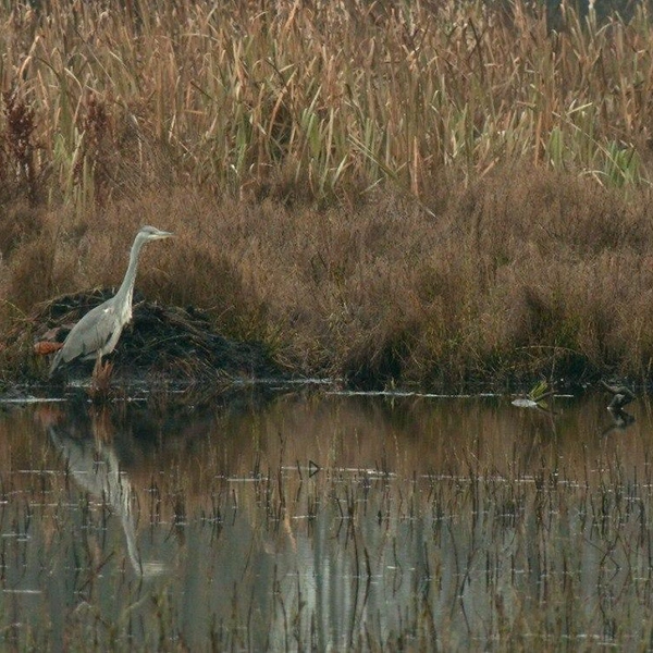 Серые цапли все еще не улетели на юг из Петербурга. Биолог Глазков рассказал, в чем причина | Источник: Авторский канал Павла Глазкова о жизни животных